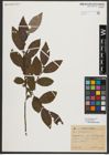 Foto von Salix appendiculata Vill.